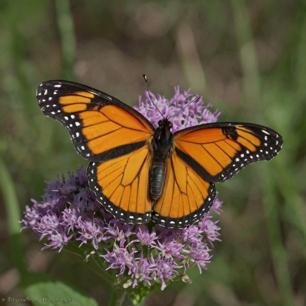 Papillon monarque (Danaus plexippus)