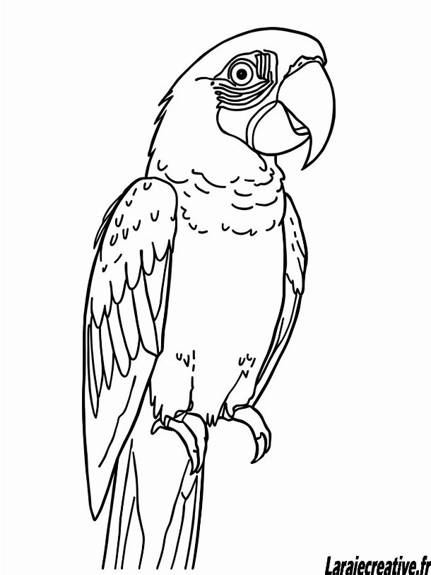 coloriage ara