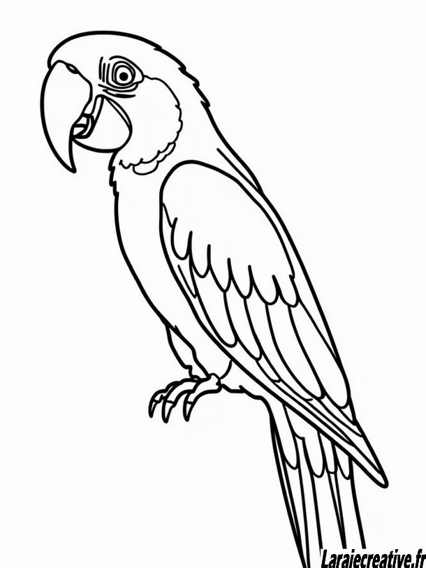 coloriage oiseau ara a imprimer