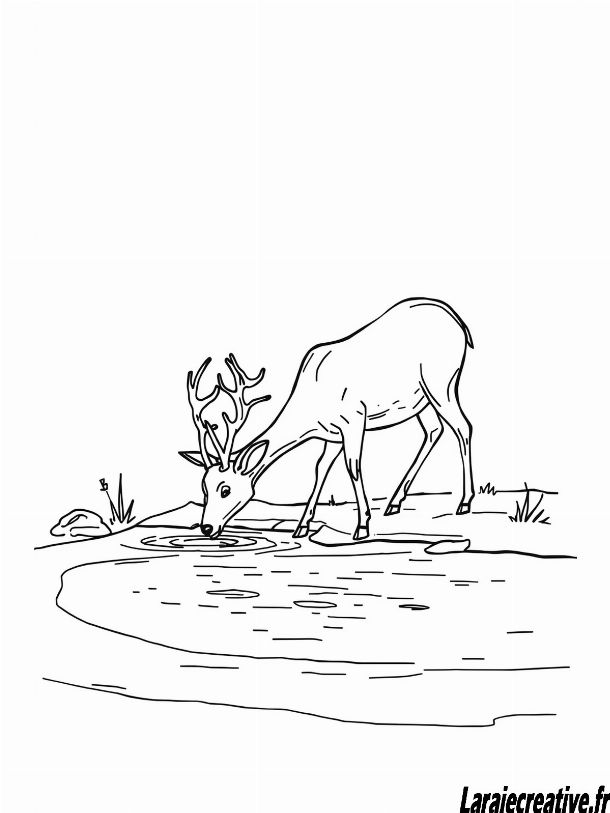 coloriage cerf a imprimer