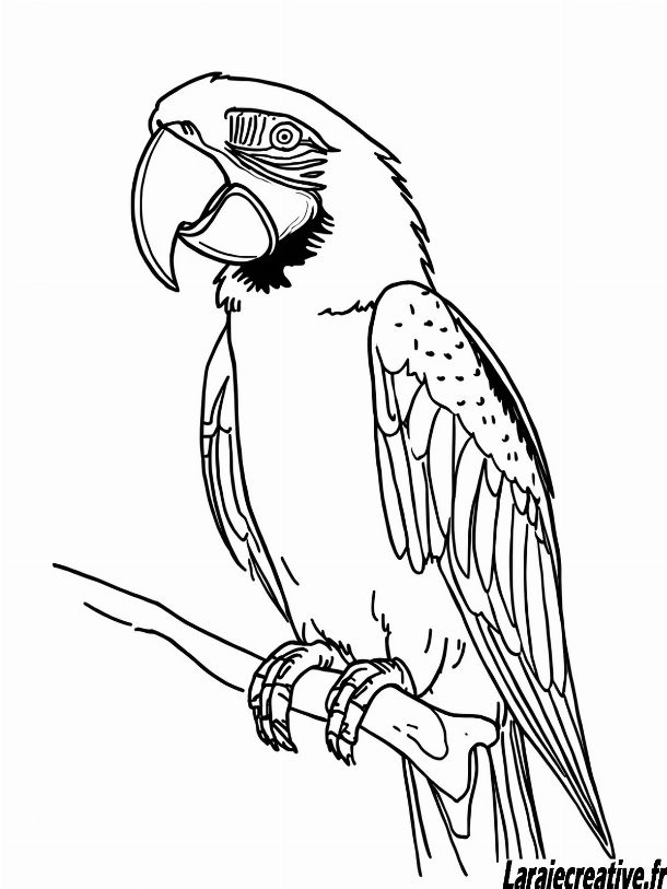 dessin ara gratuit